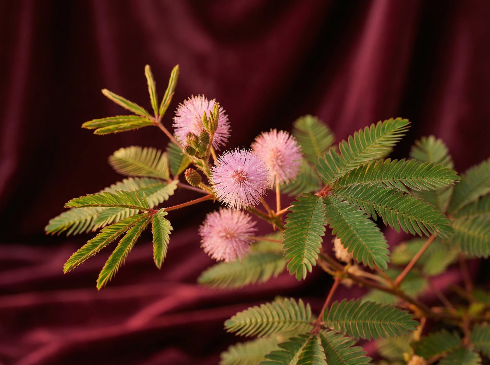 国产植物视频 - 含羞草养护视频教程
